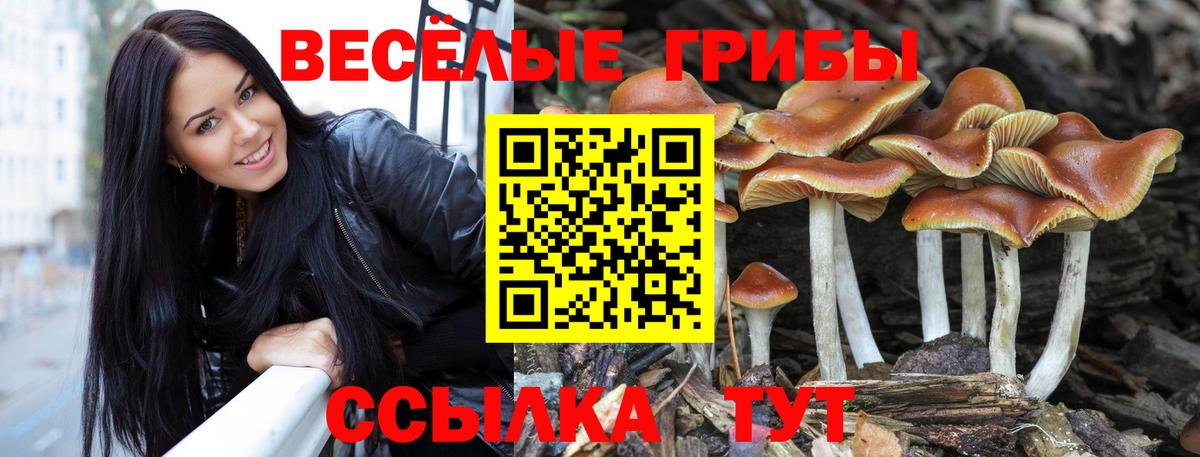 Псилоцибиновые грибы Psilocybe Холмск